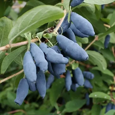 Жимолость съедобная ТОМИ японская  Жимолость съедобная ТОМИ японская в Мичуринске
