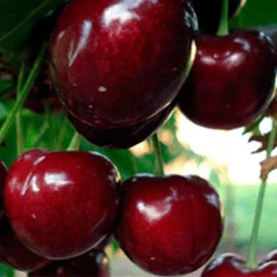 Черешня ВАСИЛИСА  Черешня ВАСИЛИСА в Мичуринске