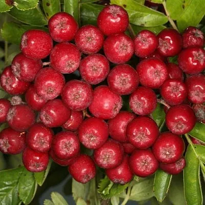 Рябина РУБИНОВАЯ сладкоплодная  Рябина РУБИНОВАЯ сладкоплодная в Мичуринске