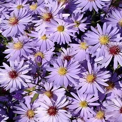 Астра БЛЮ ХЕВЕН сердцелистная  Астра БЛЮ ХЕВЕН сердцелистная в Мичуринске