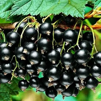 Смородина черная АТЛАНТ в Мичуринске