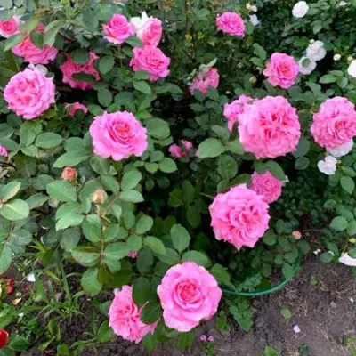 Саженцы роз ЭШЛИ чайно-гибридная — описание сорта Саженцы роз ЭШЛИ чайно-гибридная в Мичуринске