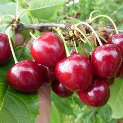 Вишня КОЛОННОВИДНАЯ  Вишня КОЛОННОВИДНАЯ в Мичуринске