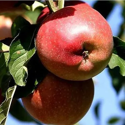 Яблоня АНТЕЙ КИЕВСКИЙ колонновидная в Мичуринске