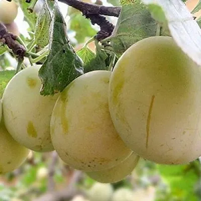 Слива УТРО в Мичуринске