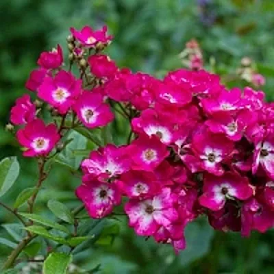 Саженцы роз МАРДЖОРИ ФЕЙР полиантовая  Саженцы роз МАРДЖОРИ ФЕЙР полиантовая в Мичуринске