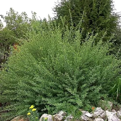 Ива НАНА  пурпурная   Ива НАНА  пурпурная  в Мичуринске