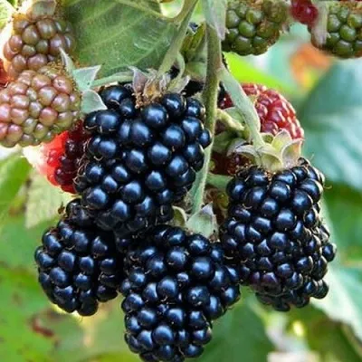 Ежевика ОУАЧИТА бесшипная — описание сорта Ежевика ОУАЧИТА бесшипная в Мичуринске