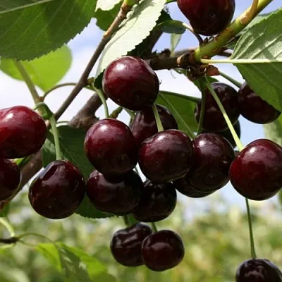 Вишня СВЕРДЛОВЧАНКА степная  Вишня СВЕРДЛОВЧАНКА степная в Мичуринске