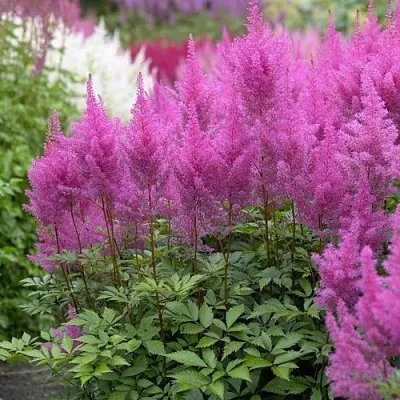 Астильба АМЕТИСТ Арендса  Астильба АМЕТИСТ Арендса в Мичуринске