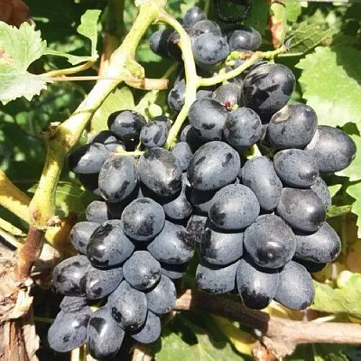 Виноград КИШМИШ АТТИКА  Виноград КИШМИШ АТТИКА в Мичуринске