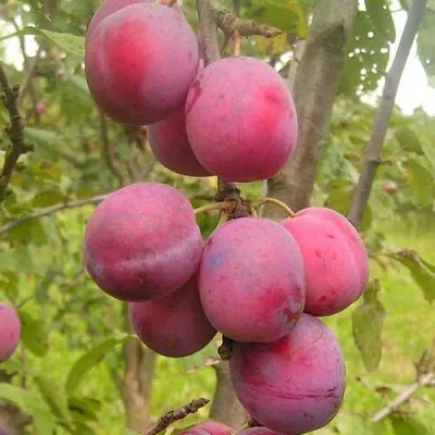 Слива ЭДИНБУРГСКАЯ в Мичуринске