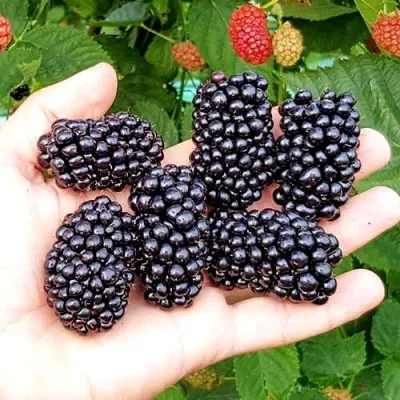 Ежевика ОУАЧИТА бесшипная — описание сорта Ежевика ОУАЧИТА бесшипная в Мичуринске