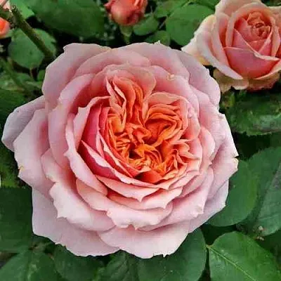 Саженцы роз ПОЛЬ БОКЮЗ шраб  Саженцы роз ПОЛЬ БОКЮЗ шраб в Мичуринске