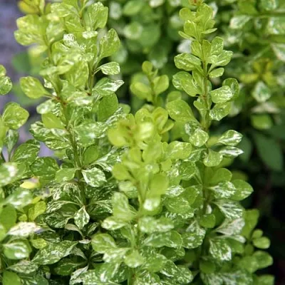 Барбарис ПАУ ВАУ тунберга  Барбарис ПАУ ВАУ тунберга в Мичуринске