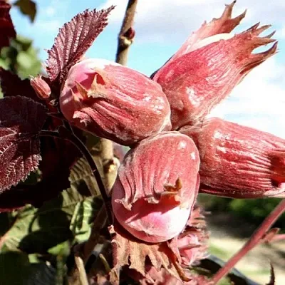 Фундук АЛЫЙ ПАРУС  Фундук АЛЫЙ ПАРУС в Мичуринске