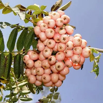 Рябина ПИНК ВЕЙЛ  Рябина ПИНК ВЕЙЛ в Мичуринске