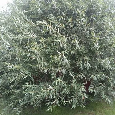 Ива СЕРЕБРИСТАЯ  Ива СЕРЕБРИСТАЯ в Мичуринске