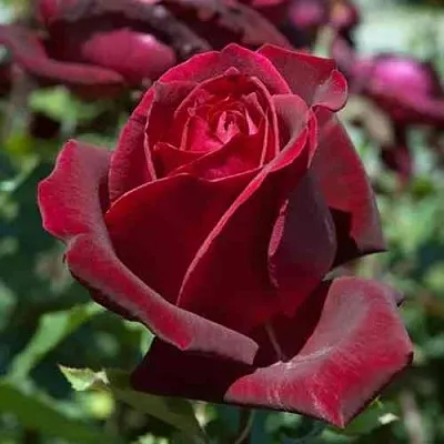 Саженцы роз ПАПА МЕЙЯН чайно-гибридная в Мичуринске