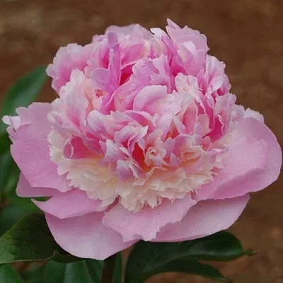 Пион ЭНДЖЕЛ ЧИКС травянистый  Пион ЭНДЖЕЛ ЧИКС травянистый в Мичуринске