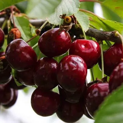 Вишня НОВОДВОРСКАЯ  Вишня НОВОДВОРСКАЯ в Мичуринске