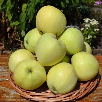 Яблоня ПАПИРОВКА  Яблоня ПАПИРОВКА в Мичуринске