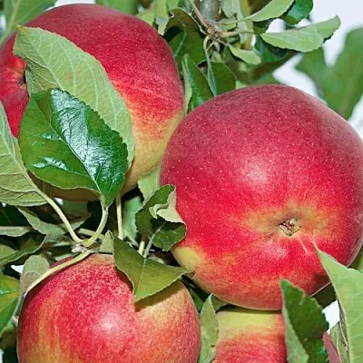 Яблоня СЕНАТОР колонновидная в Мичуринске