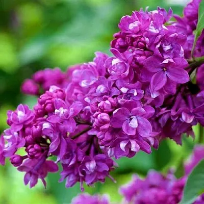 Сирень ОГНИ ДОНБАССА в Мичуринске