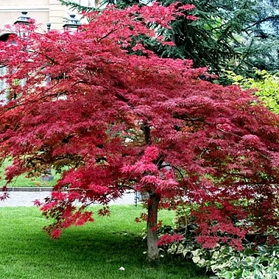 Клен пальмолистный в Мичуринске