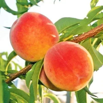 Персик ОНТАРИО — описание сорта Персик ОНТАРИО в Мичуринске