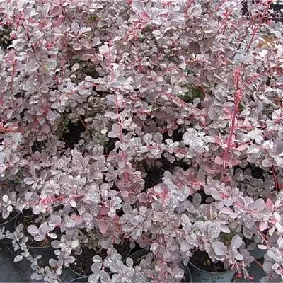 Барбарис СИЛЬВЕР МИЛЕС оттавский   Барбарис СИЛЬВЕР МИЛЕС оттавский  в Мичуринске