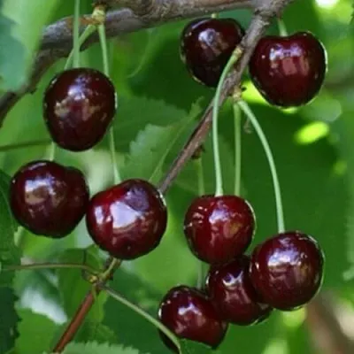 Черешня НАРОДНАЯ  Черешня НАРОДНАЯ в Мичуринске