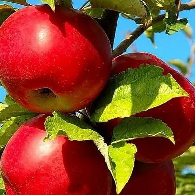 Зимние сорта в Мичуринске