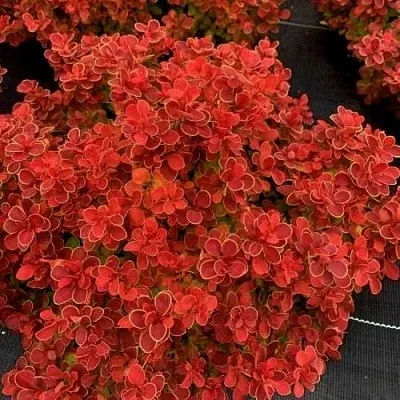 Барбарис РЕД ХОТ ЧИЛИ тунберга  Барбарис РЕД ХОТ ЧИЛИ тунберга в Мичуринске