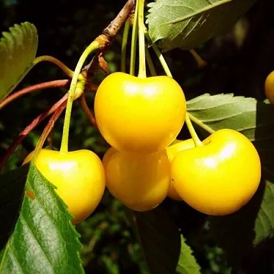 Черешня ЖУРБА  Черешня ЖУРБА в Мичуринске