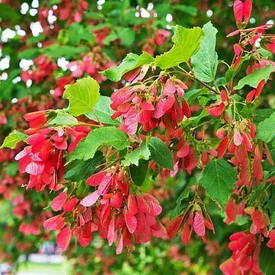 Клен татарский в Мичуринске