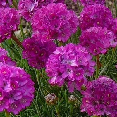 Армерия МОНИНГ СТАР ДИП РОУЗ  Армерия МОНИНГ СТАР ДИП РОУЗ в Мичуринске