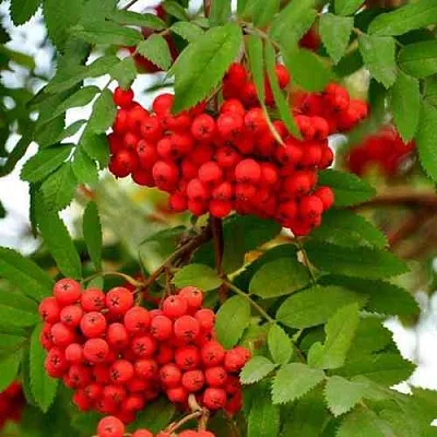 Рябина ОБЫКНОВЕННАЯ  Рябина ОБЫКНОВЕННАЯ в Мичуринске