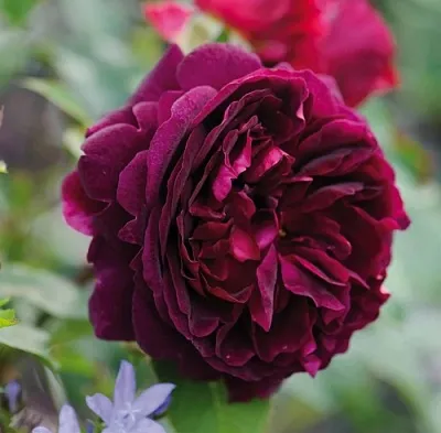 Саженцы роз МАНСТЕД ВУД английская  Саженцы роз МАНСТЕД ВУД английская в Мичуринске