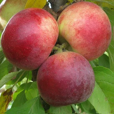 Яблоня БАЛЕРИНА ФЛАМЕНКО колонновидная в Мичуринске