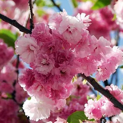 Сакура ПИНК ПЕРФЕКШН  Сакура ПИНК ПЕРФЕКШН в Мичуринске