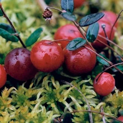 Клюква МАК ФАРЛИН  Клюква МАК ФАРЛИН в Мичуринске