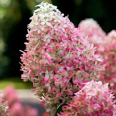 Гортензия РОЯЛ ФЛОВЕР метельчатая в Мичуринске