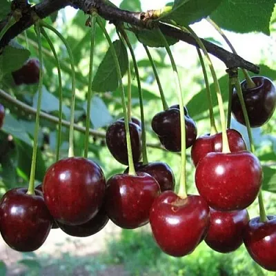 Вишня БЫСТРИНКА  Вишня БЫСТРИНКА в Мичуринске