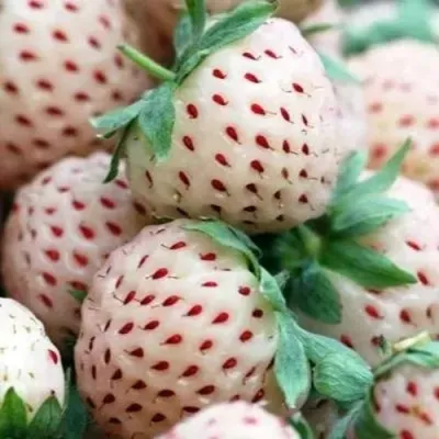 Клубника АНАНАСА ремонтантная — описание сорта Клубника АНАНАСА ремонтантная в Мичуринске