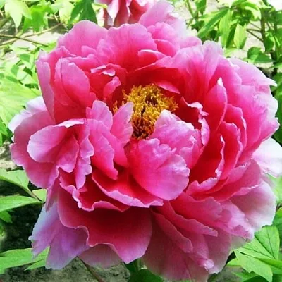 Пион ВОСХОД СОЛНЦА древовидный  Пион ВОСХОД СОЛНЦА древовидный в Мичуринске