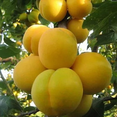 Слива ЛОДВА в Мичуринске