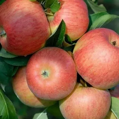 Яблоня ТОПАЗ в Мичуринске