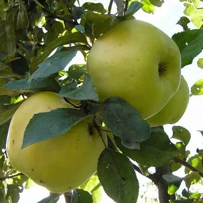 Яблоня Антоновка Обыкновенная в Мичуринске