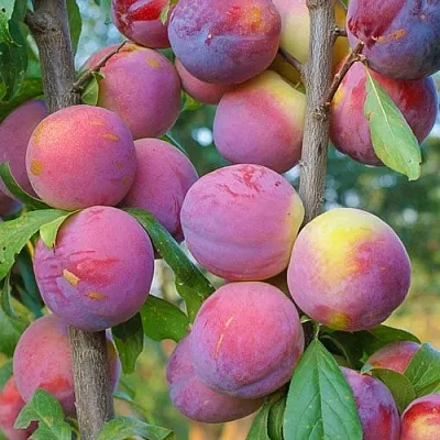 Слива КОЛОННОВИДНАЯ в Мичуринске